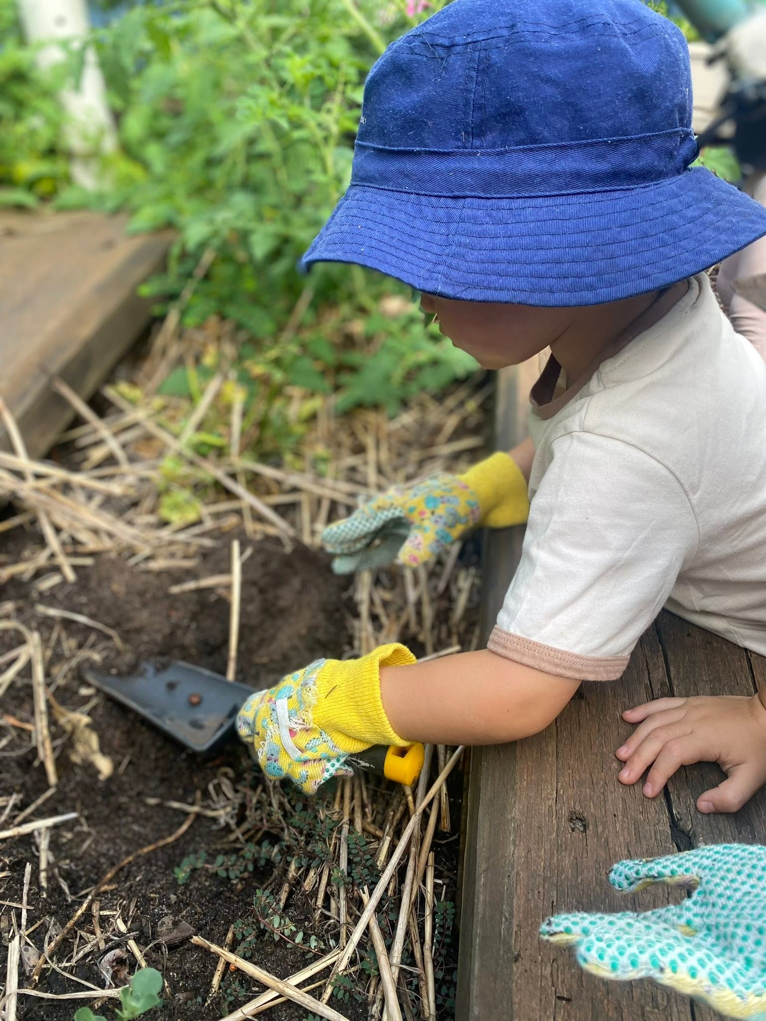 A child gardening in the outdoor environment at Lakeview Preschool